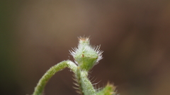 Plagiobothrys arizonicus