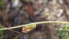 Plagiobothrys arizonicus