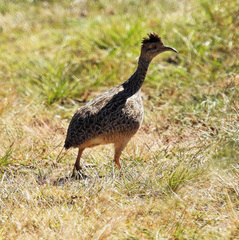 Nothoprocta cinerascens