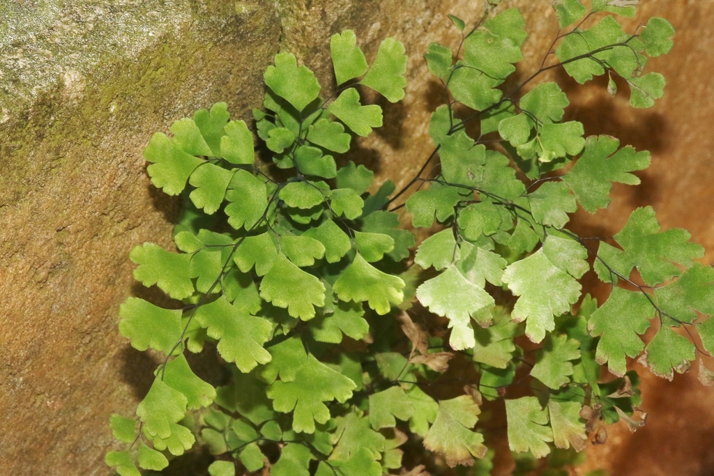 Bermuda maidenhair fern