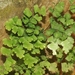 Bermuda Maidenhair Fern - Photo (c) James Bailey, some rights reserved (CC BY-NC), uploaded by James Bailey
