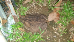 Rhinella horribilis
