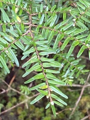 Tsuga chinensis