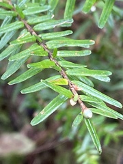 Tsuga chinensis