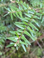 Tsuga chinensis