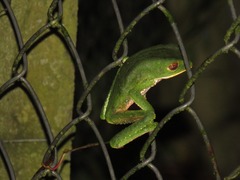 Phyllomedusa venusta