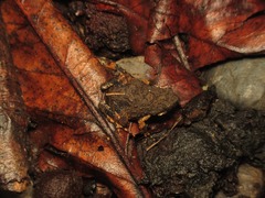 Engystomops pustulosus