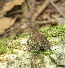 Incilius coniferus