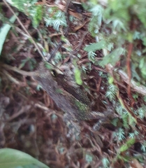 Incilius coniferus