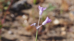 Dipterostemon capitatus pauciflorus