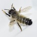 Megachile manicata - Photo (c) Σάββας Ζαφειρίου (Savvas Zafeiriou), μερικά δικαιώματα διατηρούνται (CC BY-NC), uploaded by Σάββας Ζαφειρίου (Savvas Zafeiriou)
