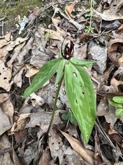 Trillium lancifolium