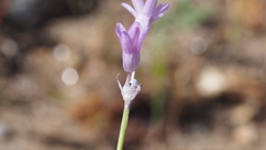 Dipterostemon capitatus pauciflorus