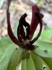 Trillium lancifolium