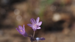 Dipterostemon capitatus pauciflorus