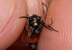 Tenthredopsis nassata