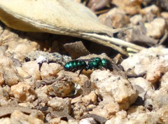Hoplitis fulgida
