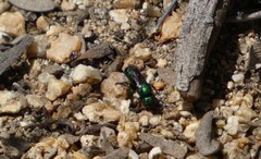 Hoplitis fulgida