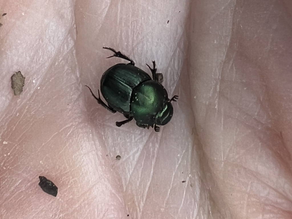 Onthophagus medorensis