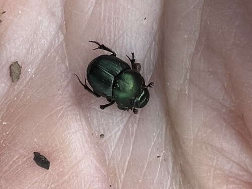 Onthophagus medorensis
