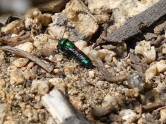 Hoplitis fulgida
