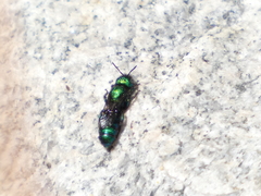 Hoplitis fulgida