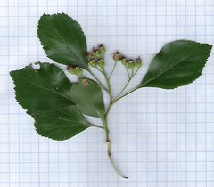 Crataegus viridis