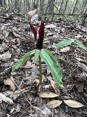 Trillium lancifolium