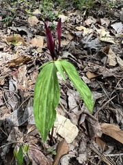 Trillium lancifolium
