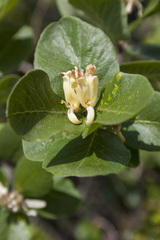 Lonicera arborea