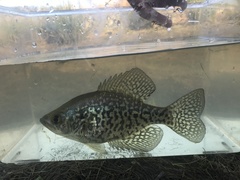 Pomoxis nigromaculatus