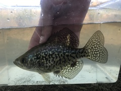 Pomoxis nigromaculatus