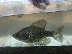 Pomoxis nigromaculatus