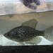 Black Crappie - Photo (c) jayce-the-creature-creator, some rights reserved (CC BY-NC), uploaded by jayce-the-creature-creator