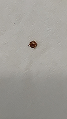 Amblyomma americanum