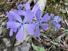 Phlox divaricata divaricata