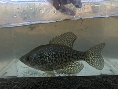 Pomoxis nigromaculatus