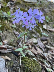 Phlox divaricata divaricata
