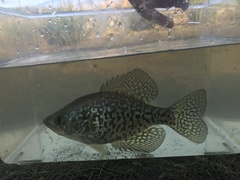 Pomoxis nigromaculatus