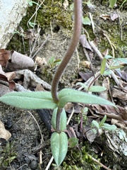 Phlox divaricata divaricata