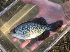 Pomoxis nigromaculatus