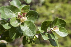 Lonicera arborea