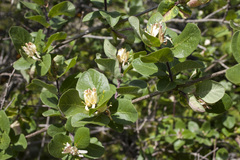 Lonicera arborea