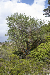 Lonicera arborea