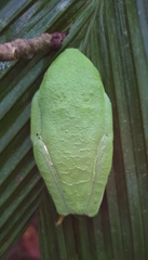 Agalychnis callidryas