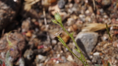 Gilia diegensis