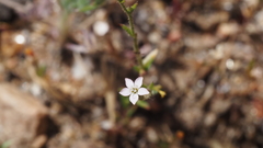 Gilia diegensis