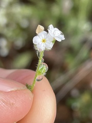 Plagiobothrys collinus californicus