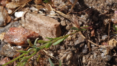 Gilia diegensis