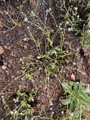 Plagiobothrys collinus californicus